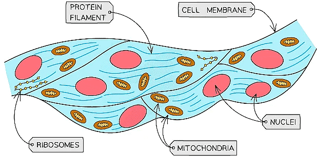 Cell Specialisation & Differentiation | Biology for Grade 10