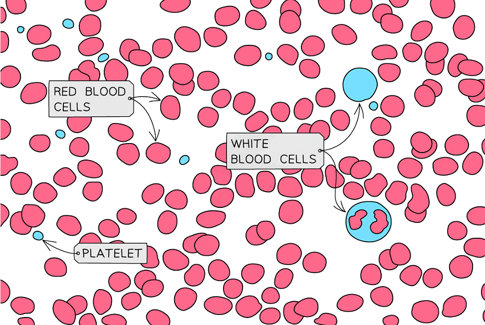 Blood Vessels and Blood | Biology for Grade 10
