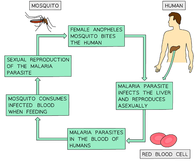 Part of the malaria life cycle is in humans and the other part is in mosquitos