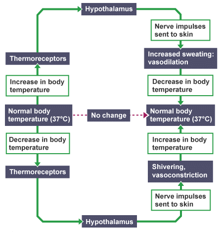 Negative feedback in temperature regulation