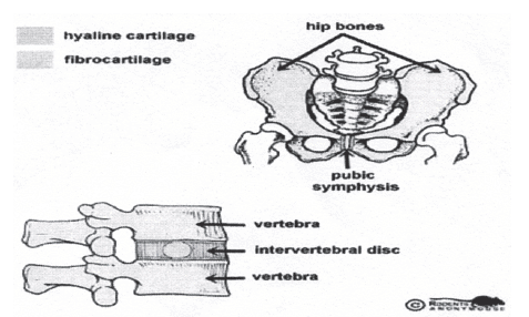 Important Questions: Fundamentals of Anatomy, Physiology and Kinesiology in Sports | Physical Education Class 11 (XI) - CBSE and NCERT Curriculum