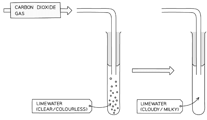 Diagram showing the test for carbon dioxide gas
