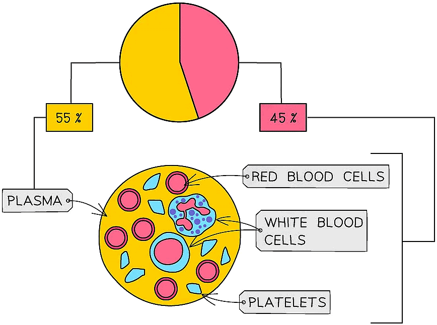 Blood Vessels and Blood | Biology for Grade 10