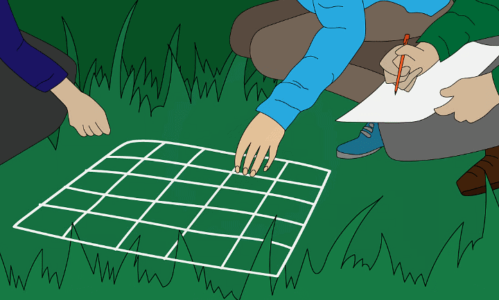 Using a quadrat to investigate population size or distribution