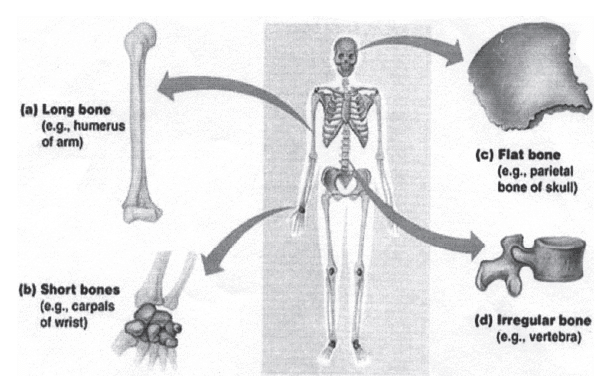 Important Questions: Fundamentals of Anatomy, Physiology and Kinesiology in Sports | Physical Education Class 11 (XI) - CBSE and NCERT Curriculum