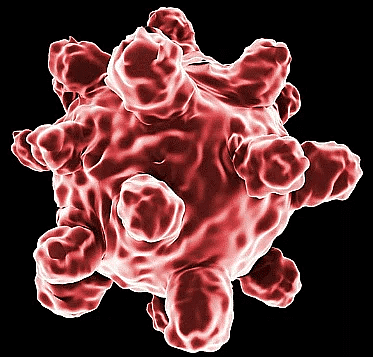 An illustrated profile of a measles virus cell