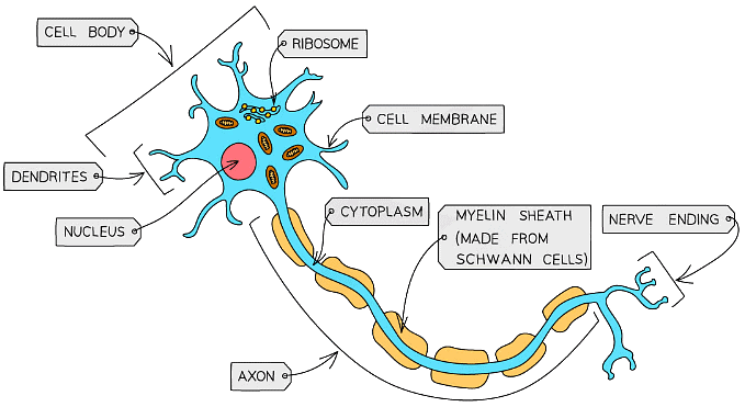 Cell Specialisation & Differentiation | Biology for Grade 10