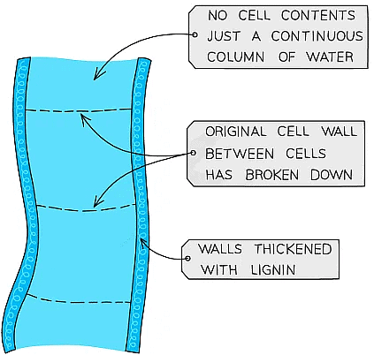 Cell Specialisation & Differentiation | Biology for Grade 10