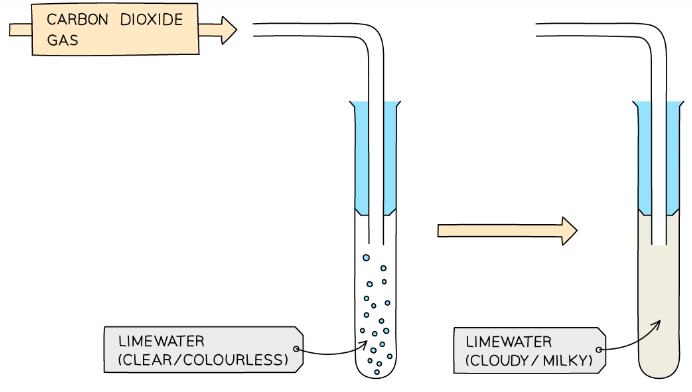 Limewater turns milky in the presence of CO2 caused by formation of insoluble calcium carbonate