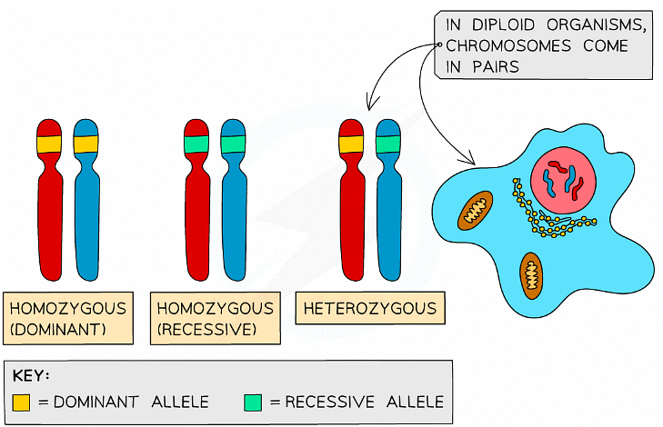 Alleles of a gene can carry the same instructions or different instructions. You can only inherit two alleles for each gene, and they can be the same or different