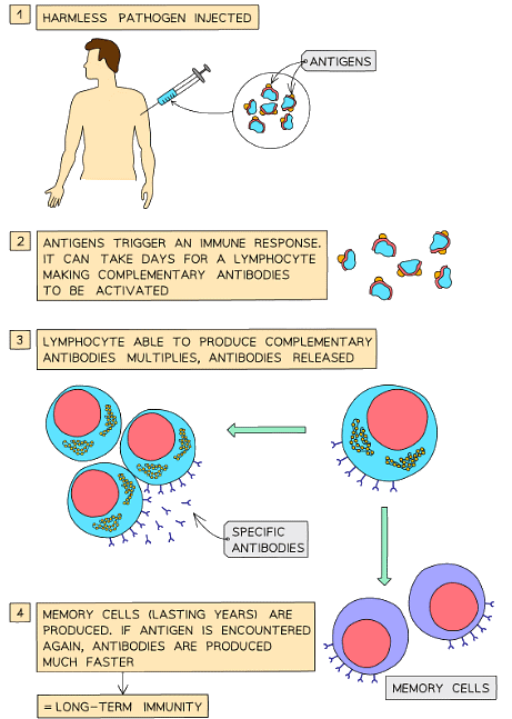 The process of long-term immunity by vaccination