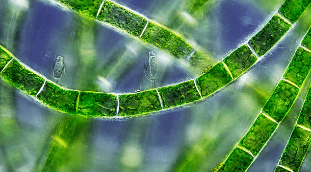 Green algae cells viewed using an electron microscope