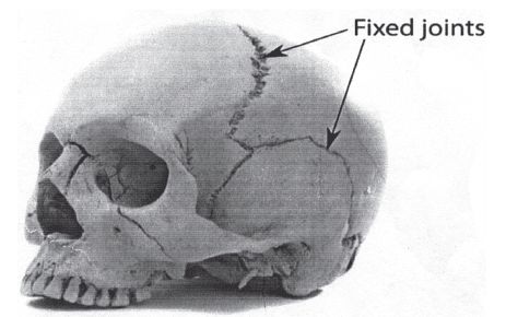 Important Questions: Fundamentals of Anatomy, Physiology and Kinesiology in Sports | Physical Education Class 11 (XI) - CBSE and NCERT Curriculum