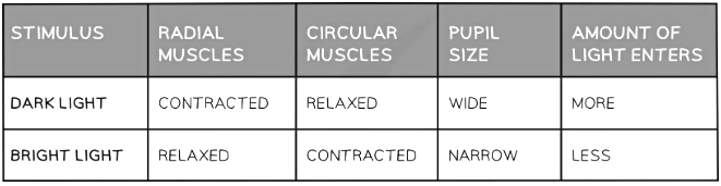 The Eye | Biology for Grade 10