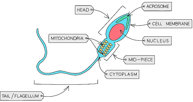 Cell Specialisation & Differentiation | Biology for Grade 10
