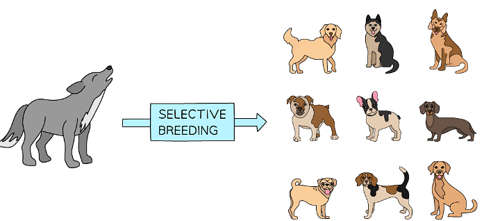 Selective breeding has produced many different breeds of domestic dog