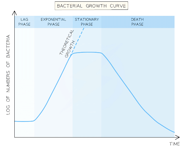 The graph shows the exponential growth of bacteria due to binary fission
