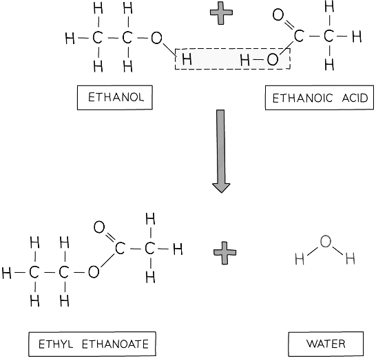 Diagram showing the formation of ethyl ethanoate