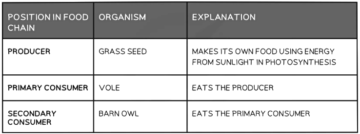 Food chains table