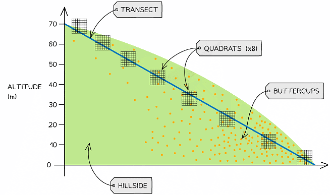 An example of a transect on a hillside. A quadrat is placed at regular intervals (every 10m of altitude gained) and counts the number of individuals (of the species being investigated eg. buttercups) in each quadrat