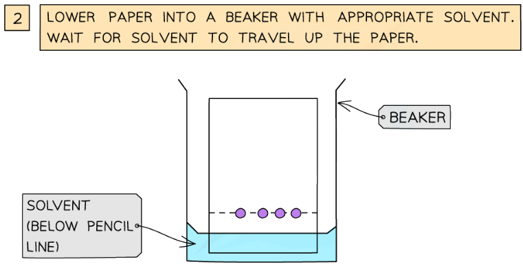 Proteins | Biology for Grade 12