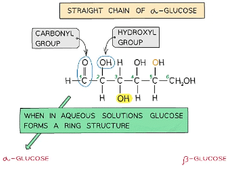 Biological Molecules: Carbohydrates | Biology for Grade 12
