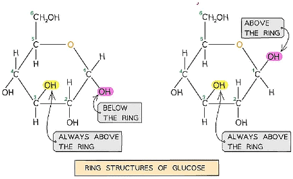 Biological Molecules: Carbohydrates | Biology for Grade 12