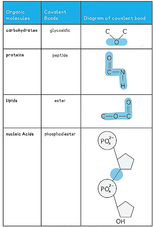 Biological Molecules: Carbohydrates | Biology for Grade 12