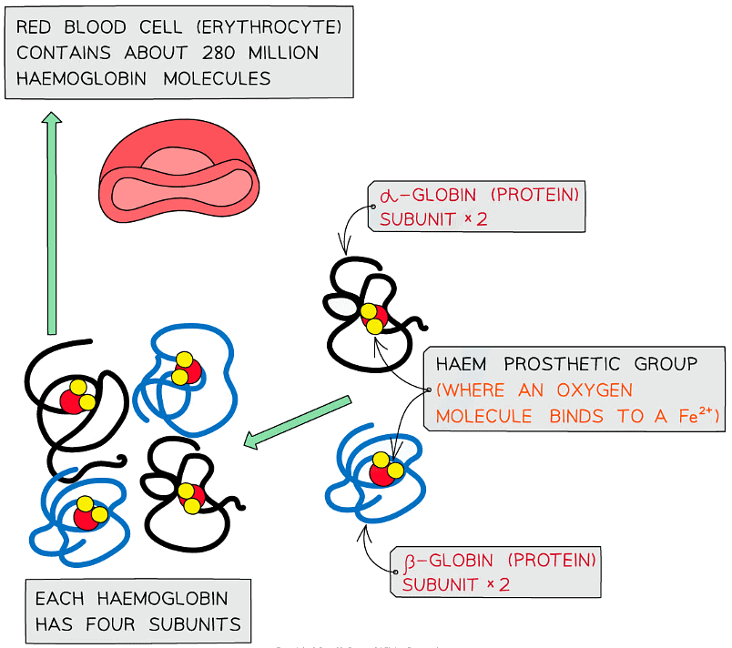 Proteins | Biology for Grade 12