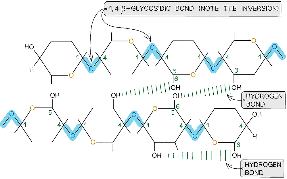 Biological Molecules: Carbohydrates | Biology for Grade 12