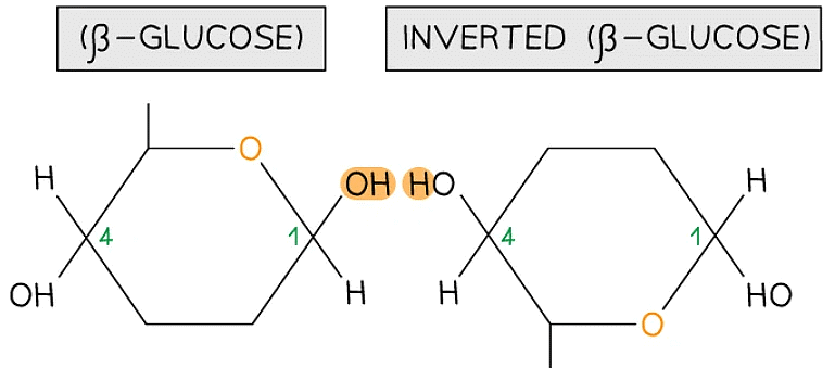 Biological Molecules: Carbohydrates | Biology for Grade 12