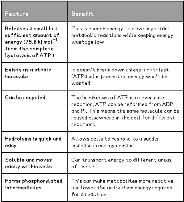 The Structure of ATP | Biology for Grade 12