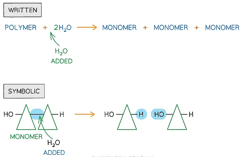 Biological Molecules: Carbohydrates | Biology for Grade 12
