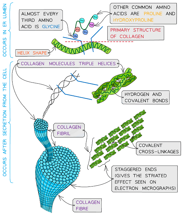 Proteins | Biology for Grade 12
