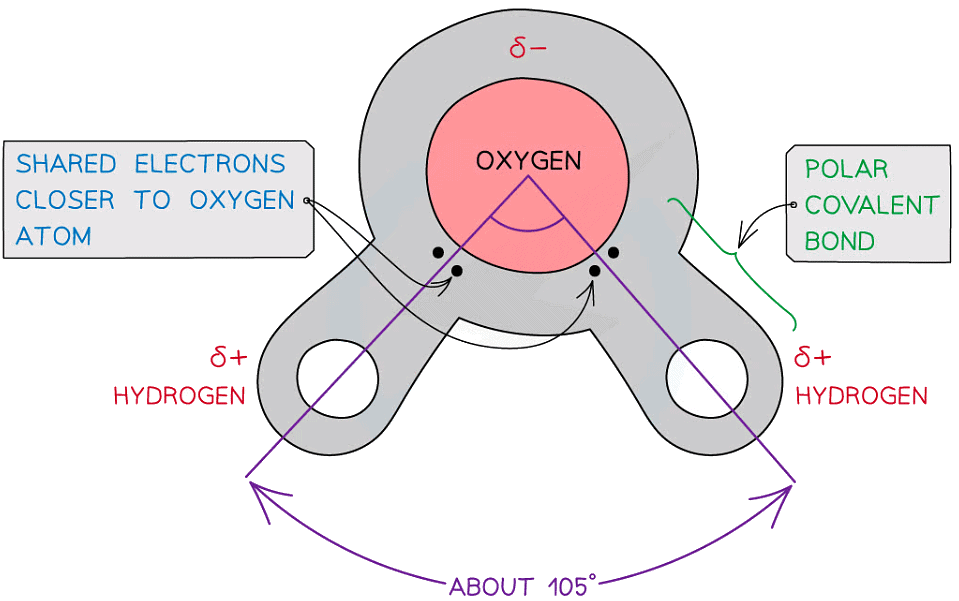 The Structure of ATP | Biology for Grade 12