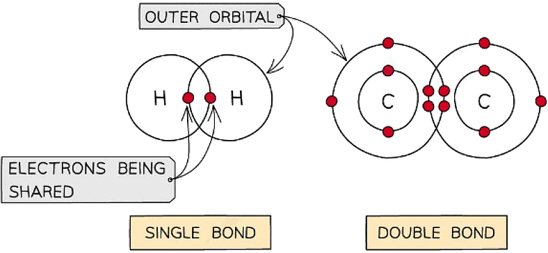 Biological Molecules: Carbohydrates | Biology for Grade 12