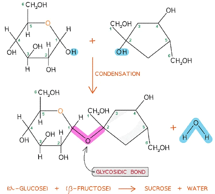 Biological Molecules: Carbohydrates | Biology for Grade 12