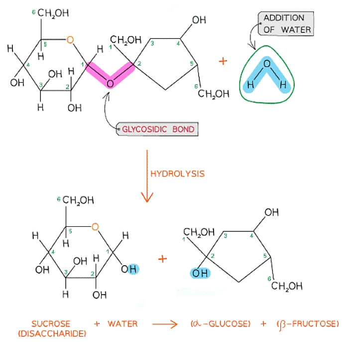 Biological Molecules: Carbohydrates | Biology for Grade 12