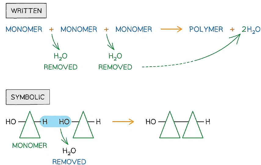 Biological Molecules: Carbohydrates | Biology for Grade 12