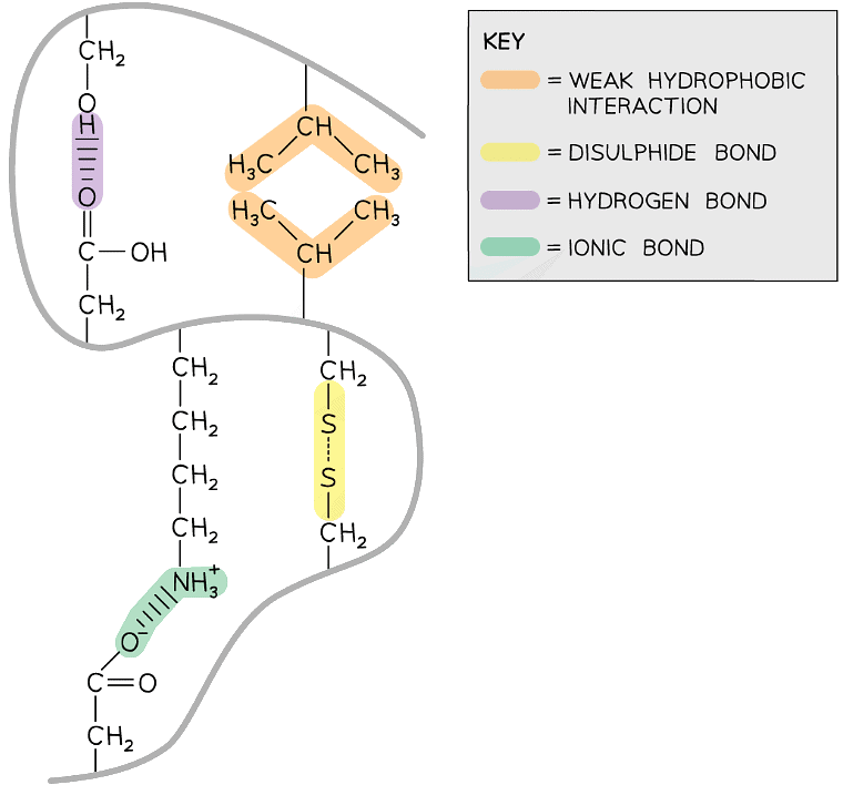 Proteins | Biology for Grade 12