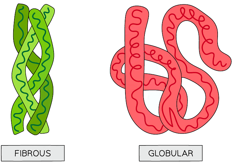 Proteins | Biology for Grade 12