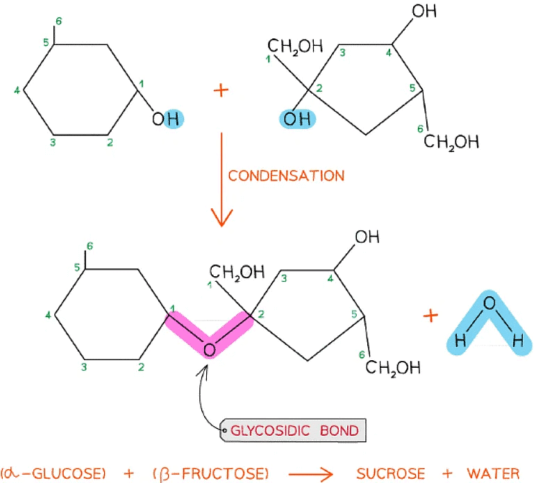 Biological Molecules: Carbohydrates | Biology for Grade 12