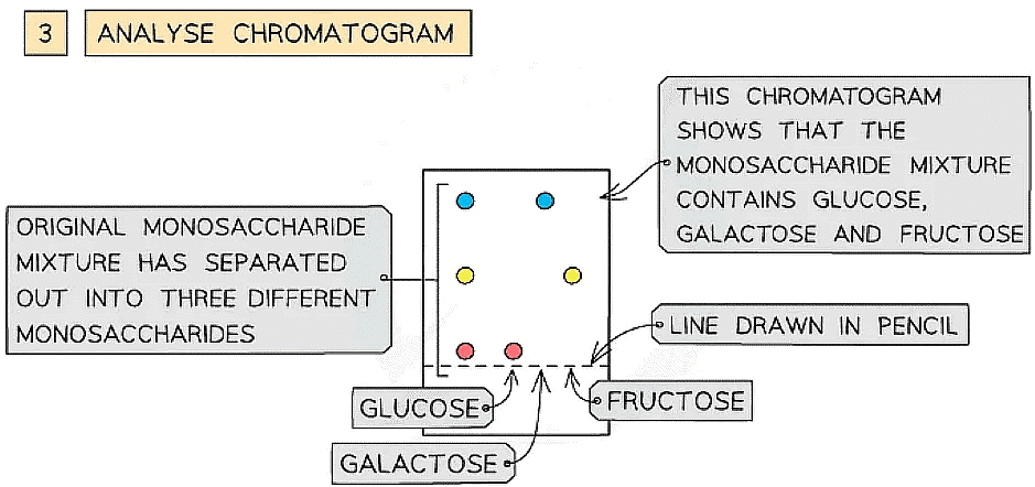 Biological Molecules: Carbohydrates | Biology for Grade 12