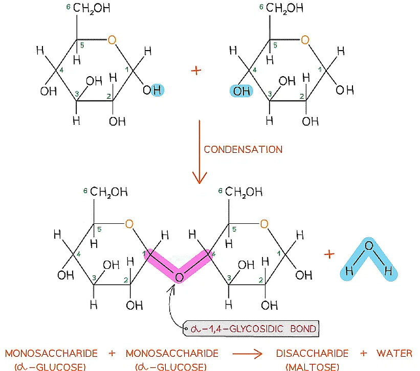 Biological Molecules: Carbohydrates | Biology for Grade 12