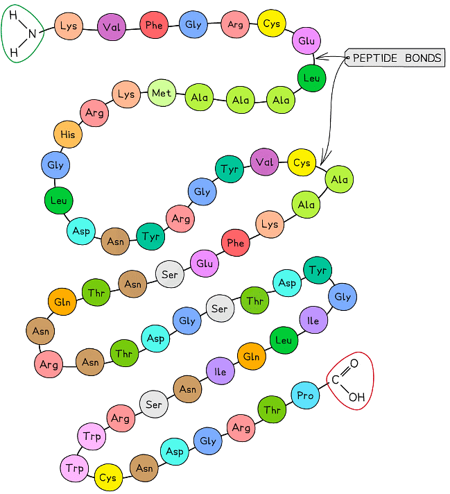 Proteins | Biology for Grade 12