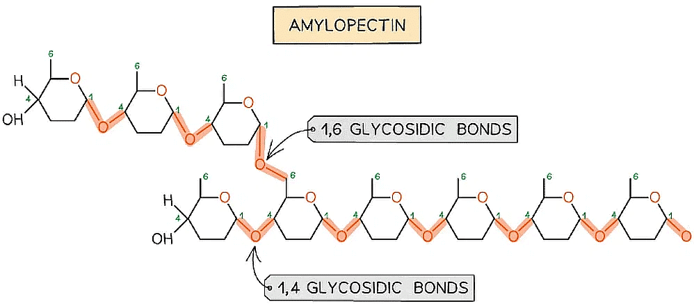 Biological Molecules: Carbohydrates | Biology for Grade 12
