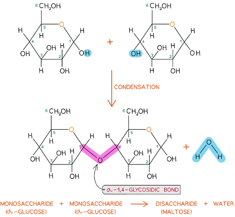 Biological Molecules: Carbohydrates | Biology for Grade 12