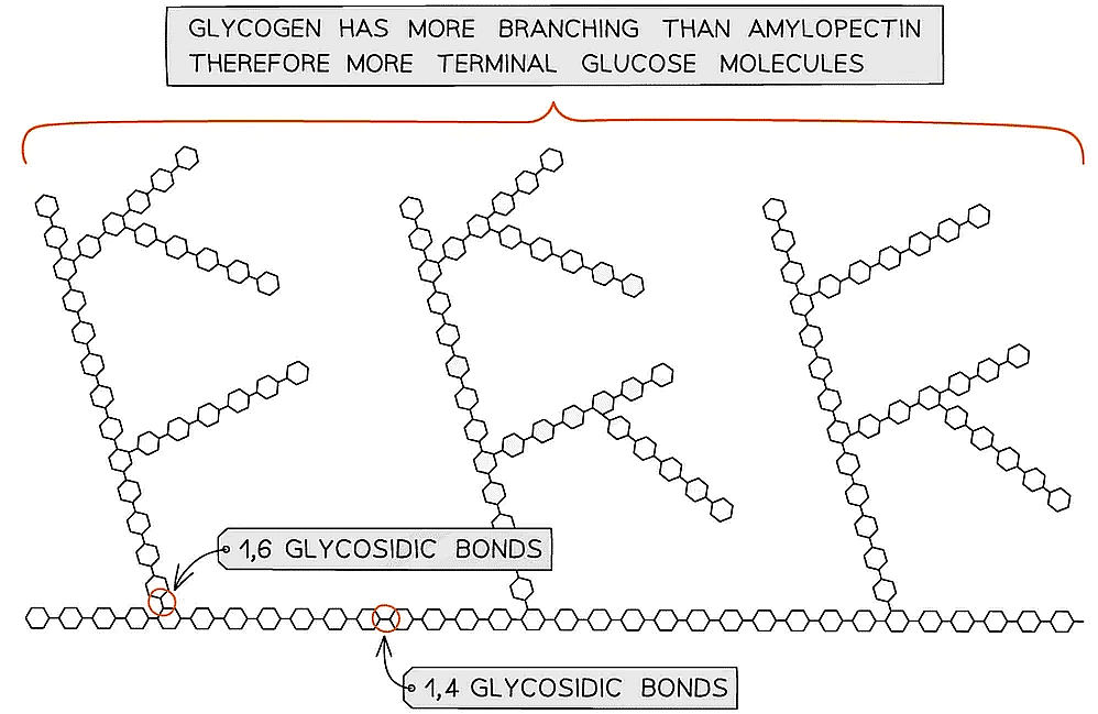 Biological Molecules: Carbohydrates | Biology for Grade 12