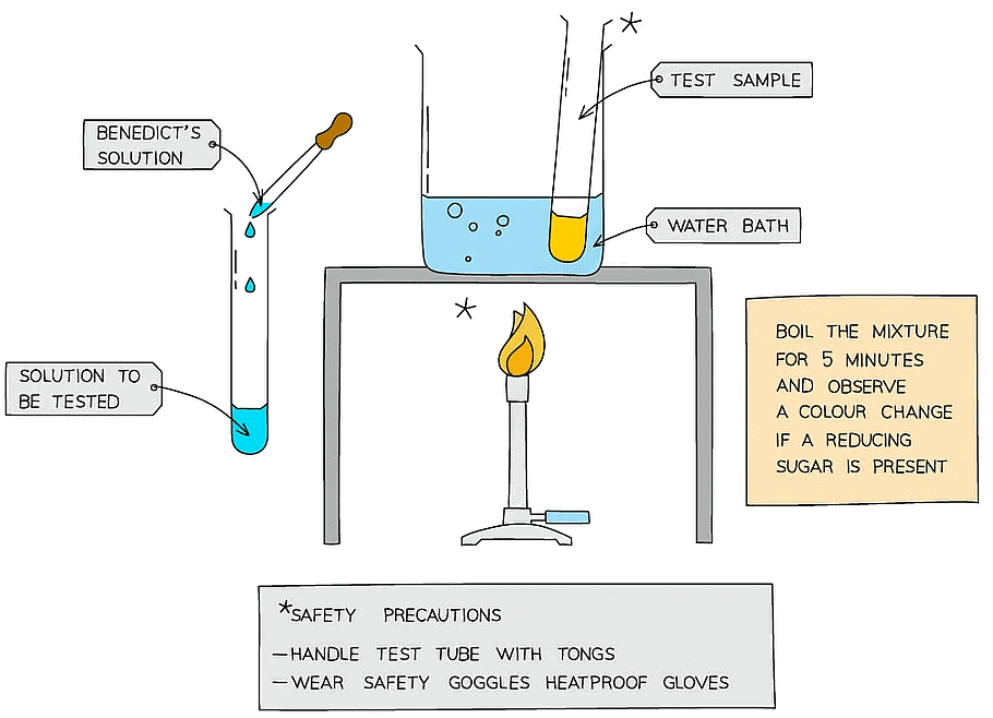Biological Molecules: Carbohydrates | Biology for Grade 12