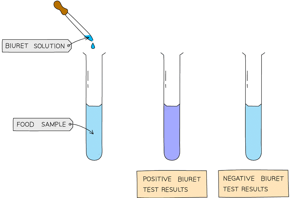Proteins | Biology for Grade 12
